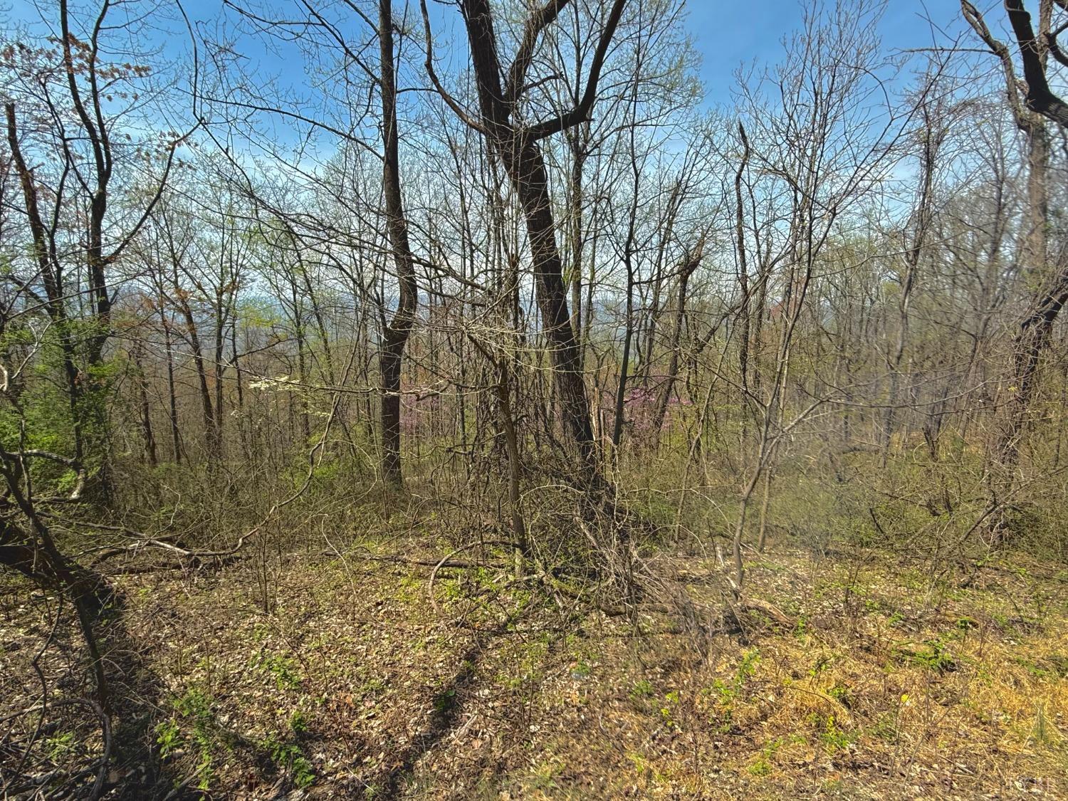 Murray Hollow Road, Thaxton, Virginia image 1