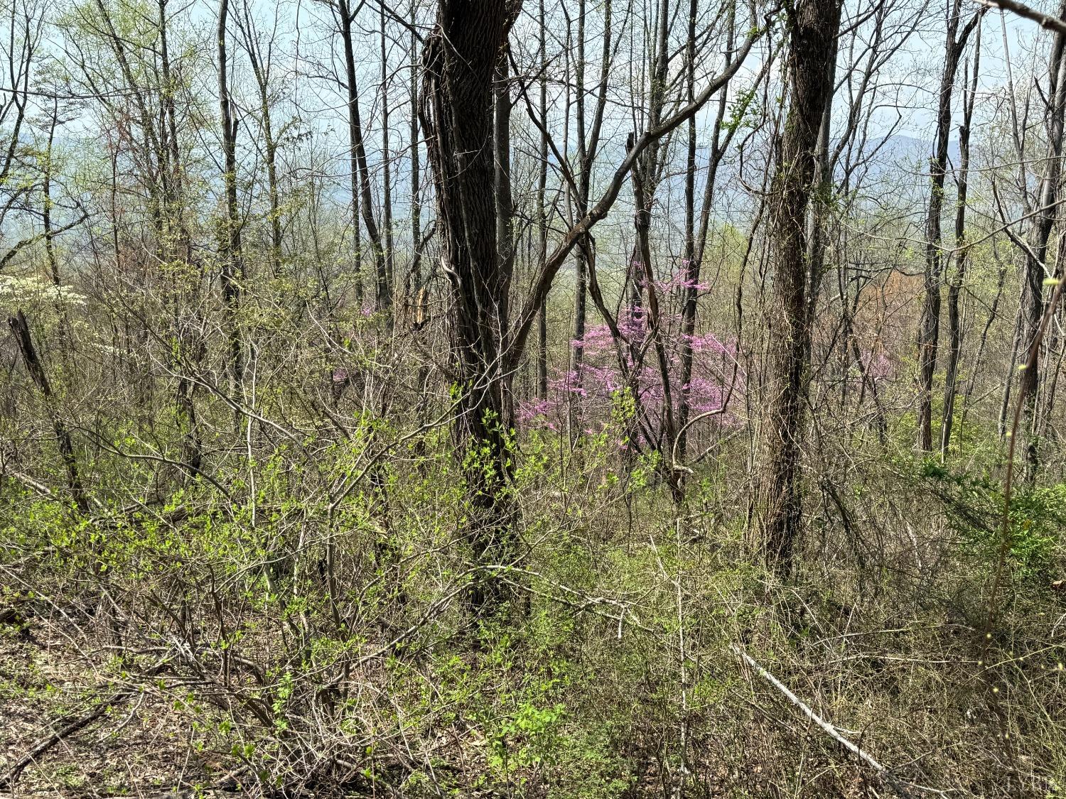 Murray Hollow Road, Thaxton, Virginia image 7