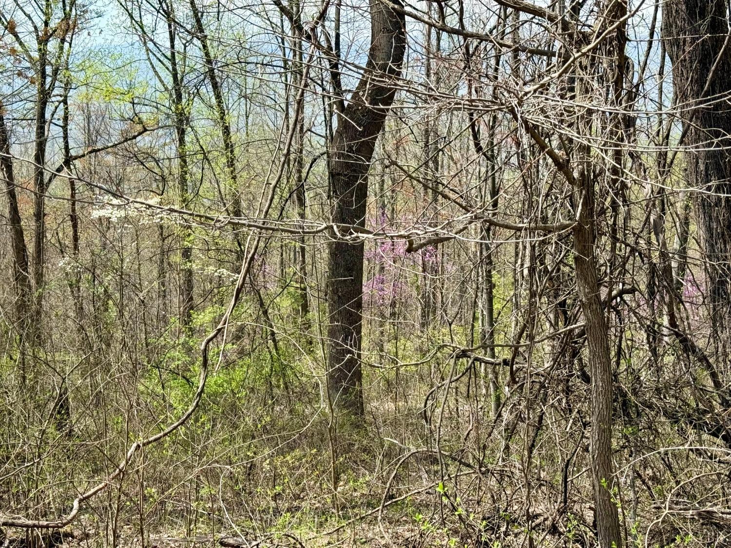Murray Hollow Road, Thaxton, Virginia image 5