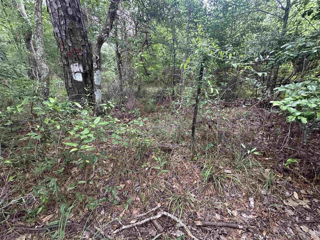 TBD US 165 - Photo 3