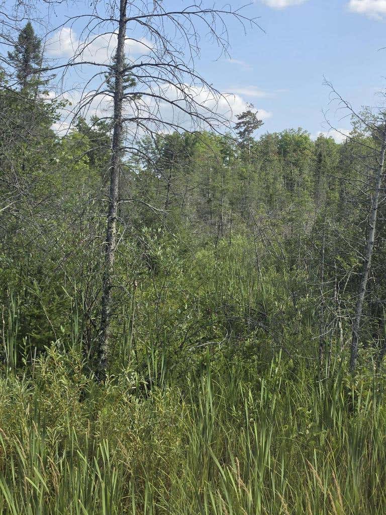 Photo of 30.99 Acre Broennenberg ROAD, Wausaukee, WI 54177 (MLS # 1973569)