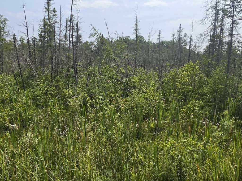 Photo of 30.99 Acre Broennenberg ROAD, Wausaukee, WI 54177 (MLS # 1973569)