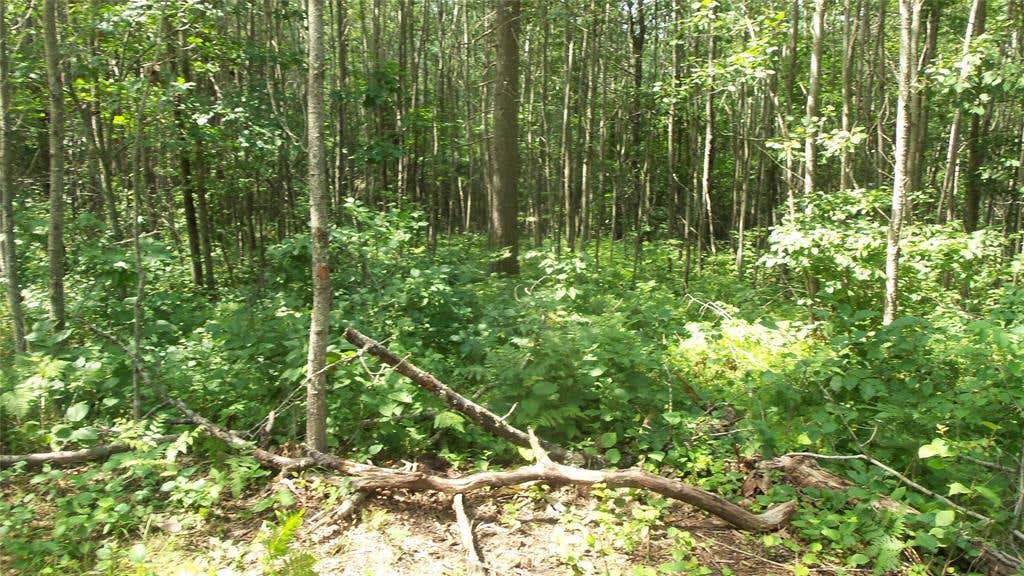 Photo of Lot 7 Birch Tree Trl, Spooner, WI 54801 (MLS # 1603817)