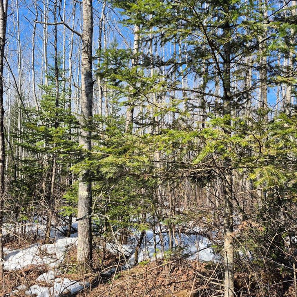 Photo of 0 US Highway 63, Hayward, WI 54843 (MLS # 1599275)