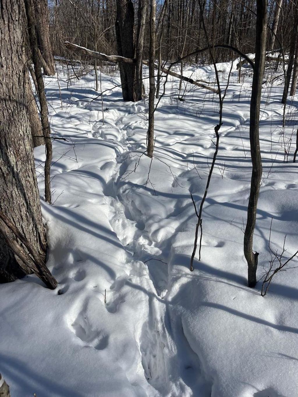 Photo of Reppert ROAD, Exeland, WI 54835 (MLS # 50320716)