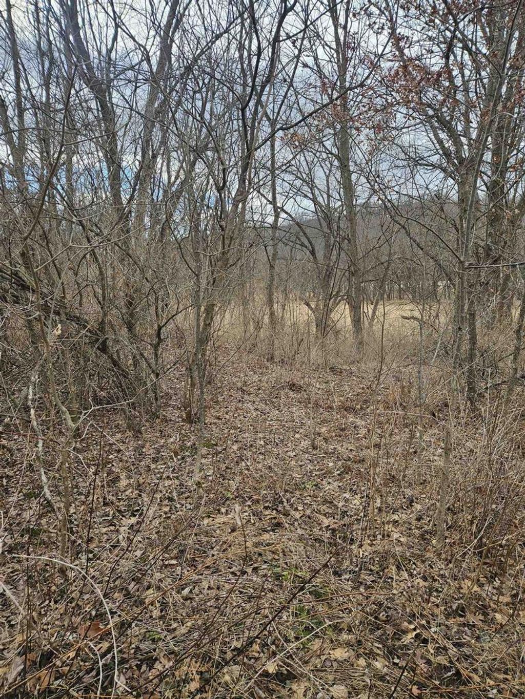 Photo of 11.3 Acres State Hwy 131, Soldiers Grove, WI 54655 (MLS # 2016887)