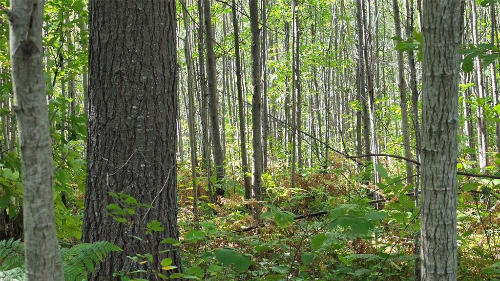 Photo of 4602W State HWY 70, Winter, WI 54896 (MLS # 1605196)