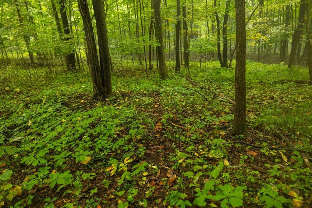 Photo of 0 110th STREET, Spring Valley, WI 54767 (MLS # 1604937)