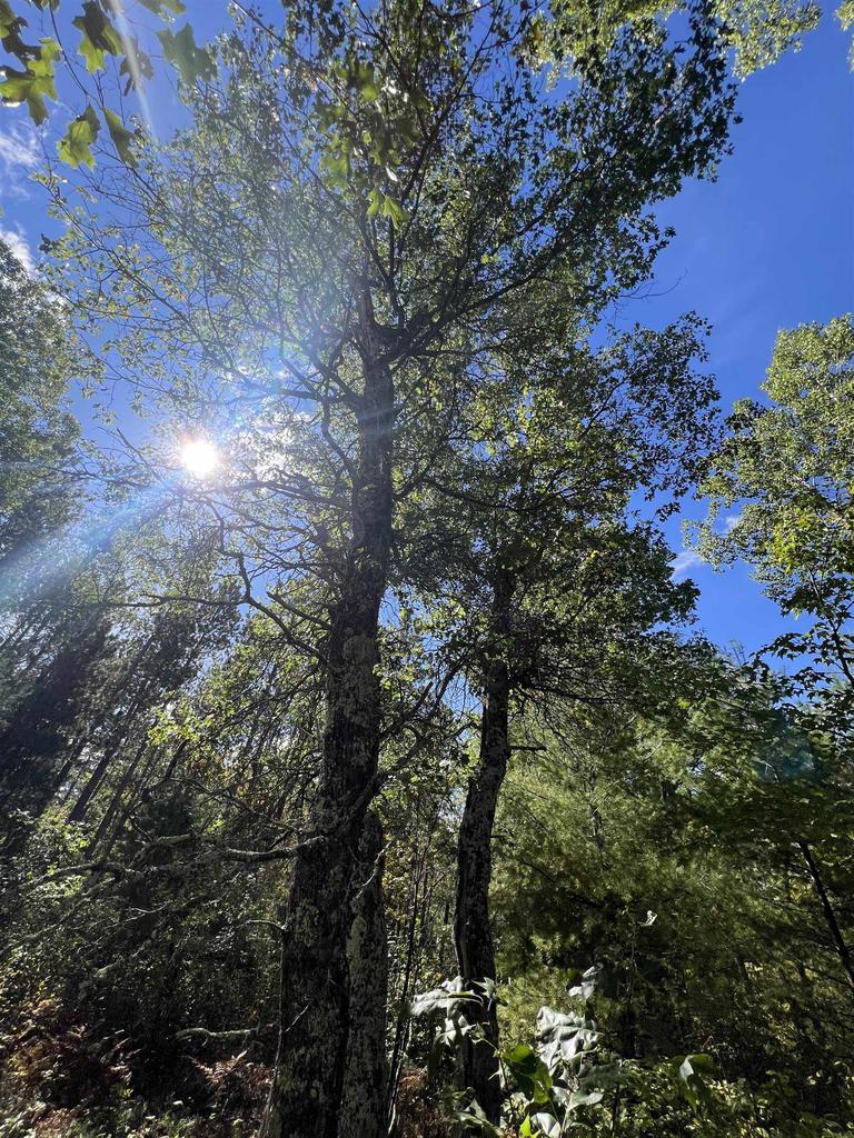 Photo of Gehling ROAD, Dunbar, WI 54119 (MLS # 50334558)