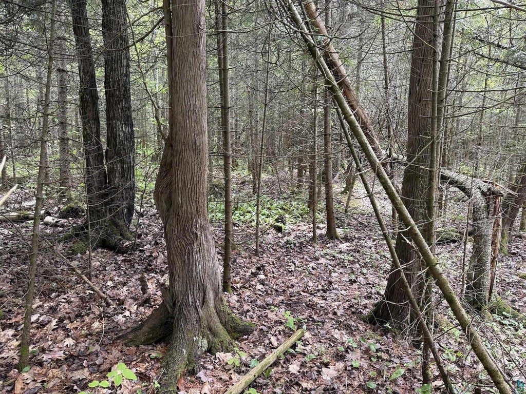 Photo of 000 Jack Pine ROAD, Cornucopia, WI 54827 (MLS # 6125986)