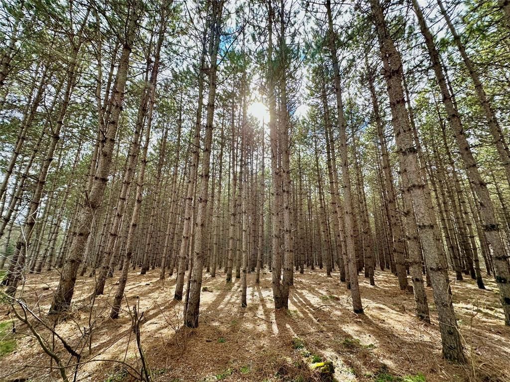 Photo of 5 Acres 630th STREET, Colfax, WI 54730 (MLS # 1599242)