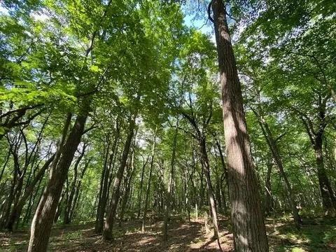 Photo of 12 Wooded Acres Observatory ROAD, Cross Plains, WI 53528 (MLS # 2031931)