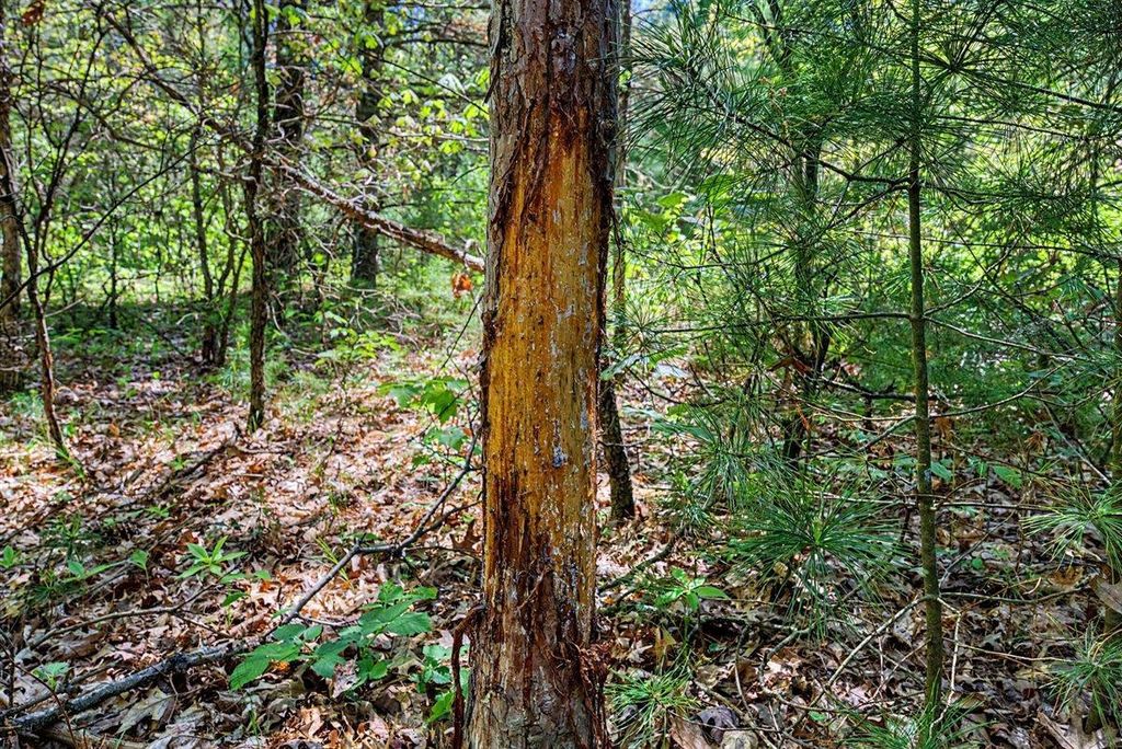 Photo of 40+/- Acres Highway 13, Friendship, WI 53934 (MLS # 2024605)