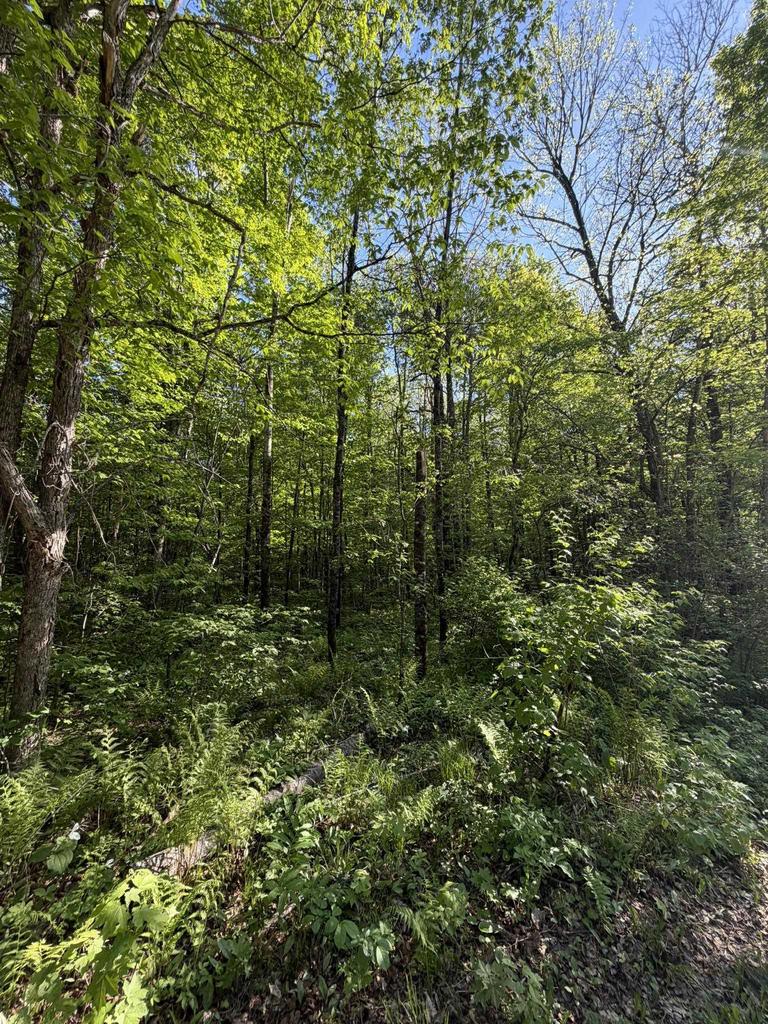 Photo of Dream Lake ROAD, Tipler, WI 54542 (MLS # 50326774)