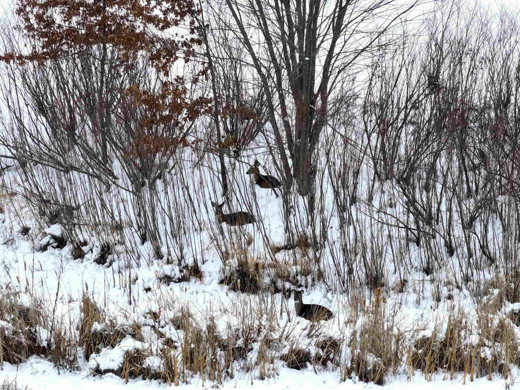 Photo of Lot 7 Golf Course ROAD, Brodhead, WI 53520 (MLS # 2013617)