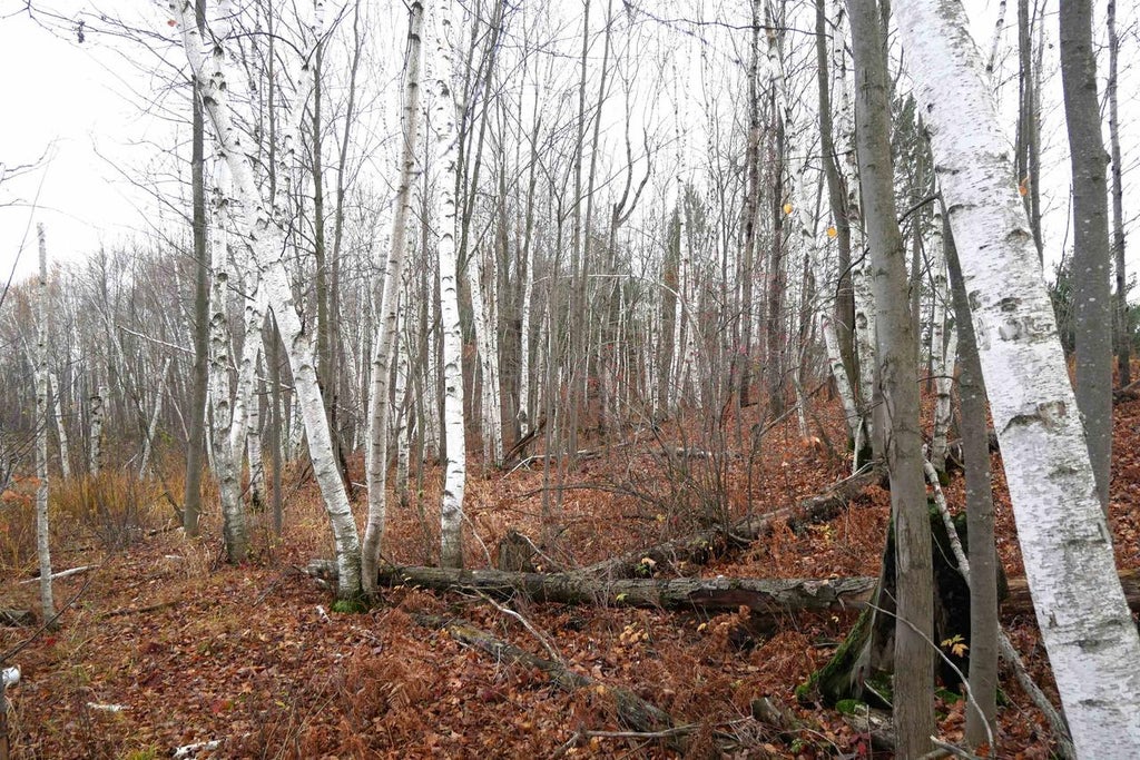 Photo of +/-39.22 Acres 8th AVENUE, Lublin, WI 54447 (MLS # 22605372)