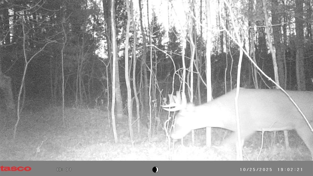 Photo of N10035 Red River ROAD, Bowler, WI 54416 (MLS # 50322442)