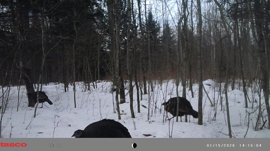 Photo of N10035 Red River ROAD, Bowler, WI 54416 (MLS # 50322442)