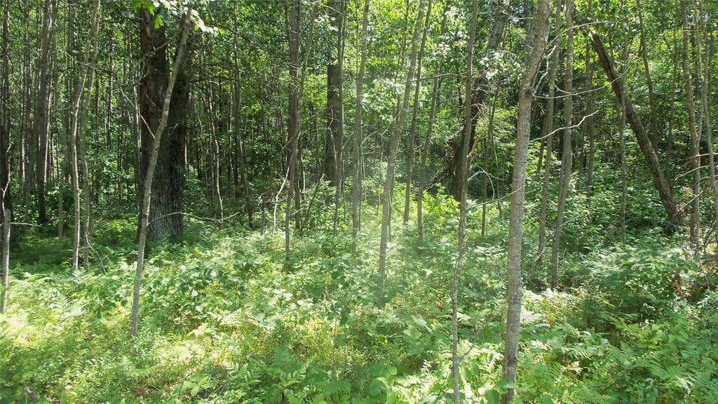 Photo of Lot 5 Birch Tree Trl, Spooner, WI 54801 (MLS # 1603815)