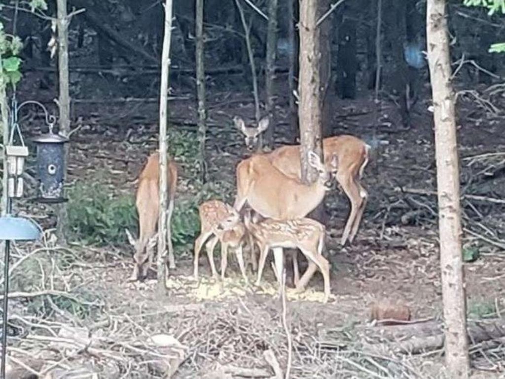 Photo of W4506 County Road Tt, Wild Rose, WI 54984 (MLS # 50323017)