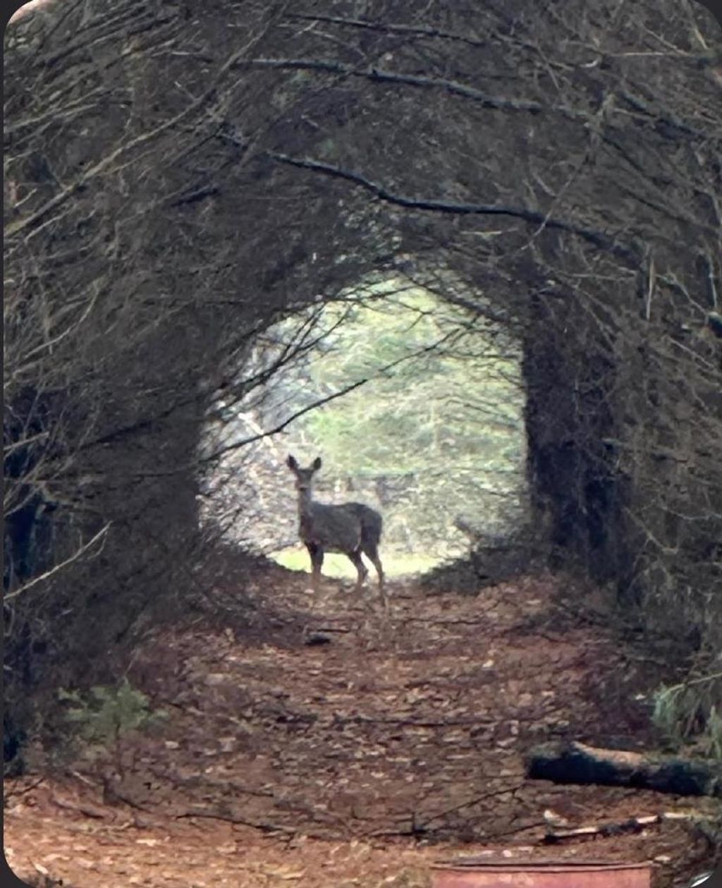 Photo of W4506 County Road Tt, Wild Rose, WI 54984 (MLS # 50323017)