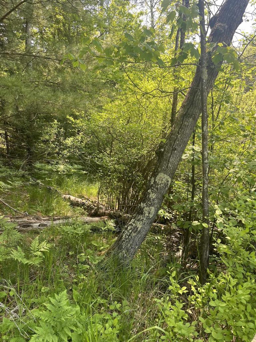 Photo of Lake John ROAD, Lakewood, WI 54138 (MLS # 50321509)