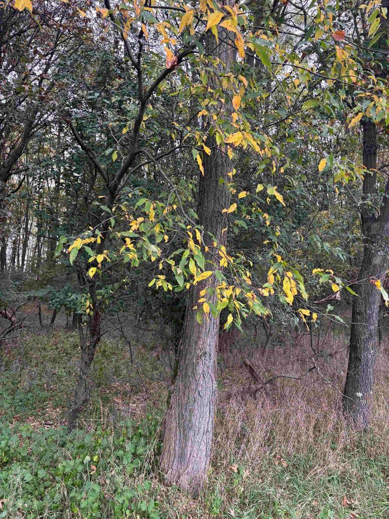 Photo of Bowling LANE, Waupaca, WI 54981 (MLS # 50334342)