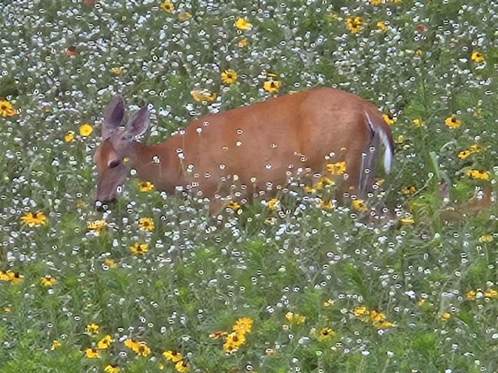 Photo of Lot 6, .48 Acre Glen Becker TRAIL, Wisconsin Dells, WI 53965 (MLS # 2018034)