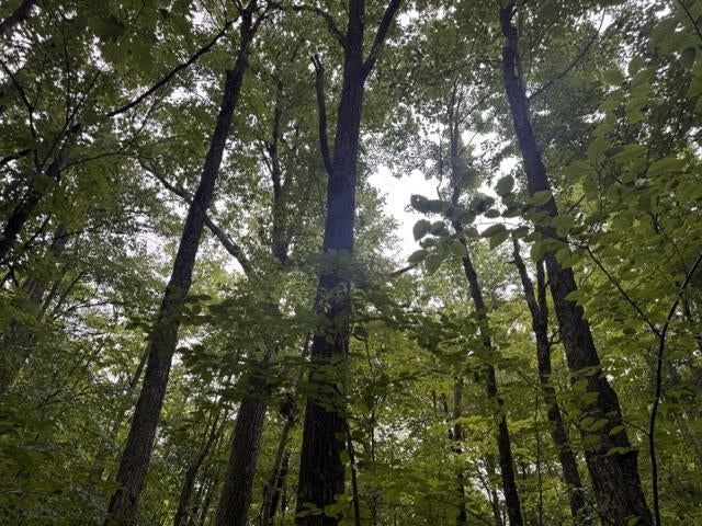 Photo of 240701 Sawmill ROAD, Aniwa, WI 54408 (MLS # 22604199)