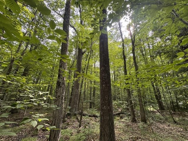 Photo of 240701 Sawmill ROAD, Aniwa, WI 54408 (MLS # 22604199)