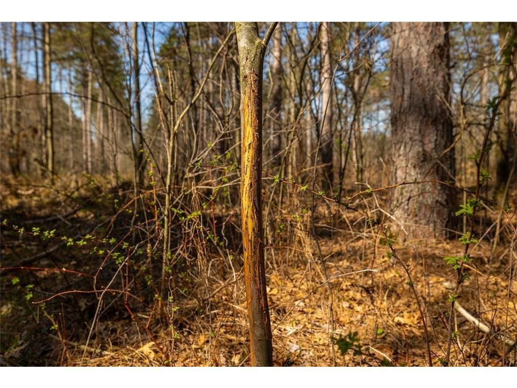 Photo of 0 Prairie Road East, Osseo, WI 54758 (MLS # 7059090)