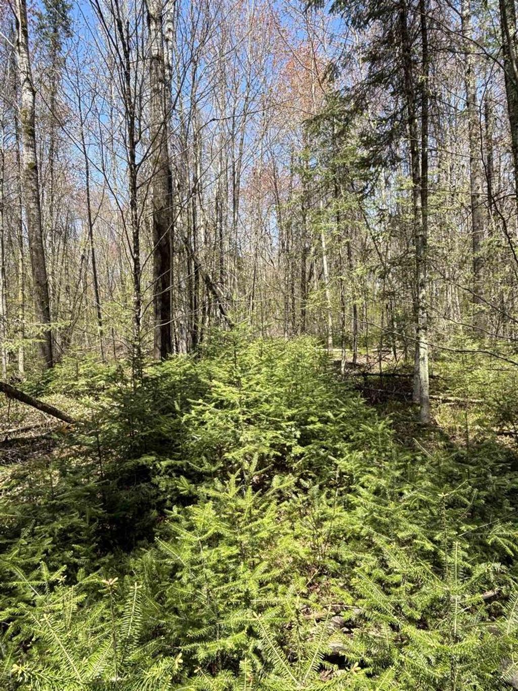 Photo of Vascheau ROAD, Merrill, WI 54452 (MLS # 22602030)