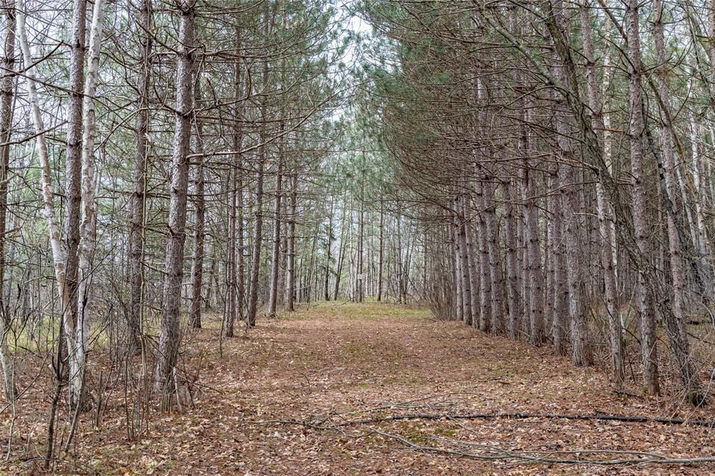 Photo of 40 Acres Adams &amp; Jones ROAD, Bruce, WI 54819 (MLS # 1600432)