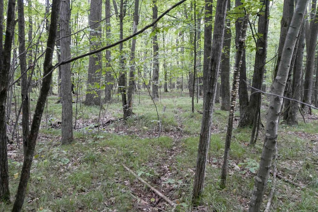 Photo of +/-80 Acres Pine AVENUE, Medford, WI 54451 (MLS # 22604457)