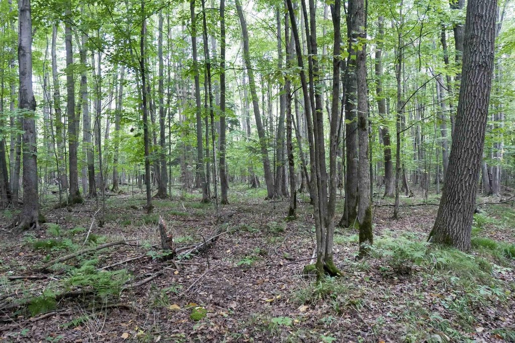 Photo of +/-80 Acres Pine AVENUE, Medford, WI 54451 (MLS # 22604457)