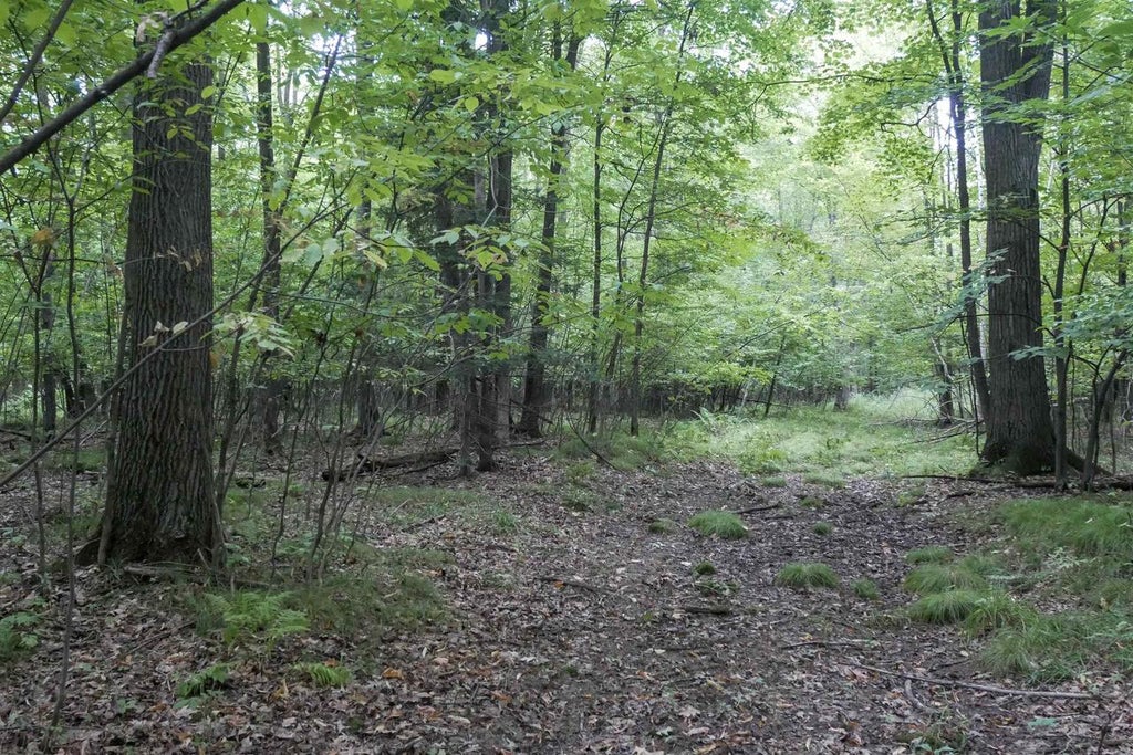 Photo of +/-80 Acres Pine AVENUE, Medford, WI 54451 (MLS # 22604457)