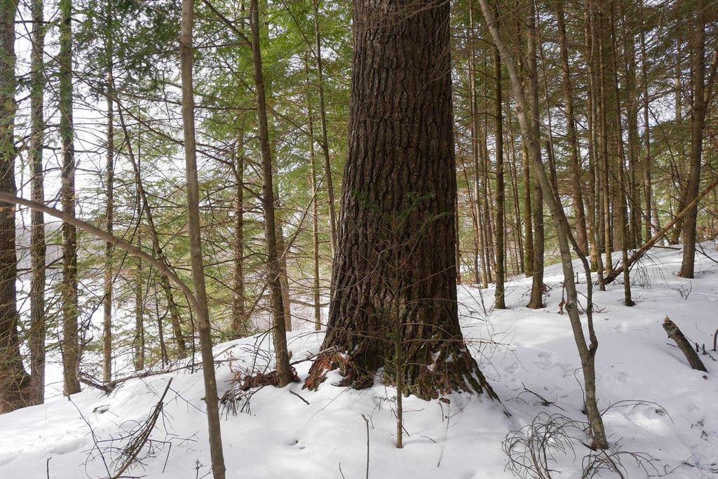 Photo of +/-.544 Acre Salem Lake ROAD, Medford, WI 54451 (MLS # 22600442)