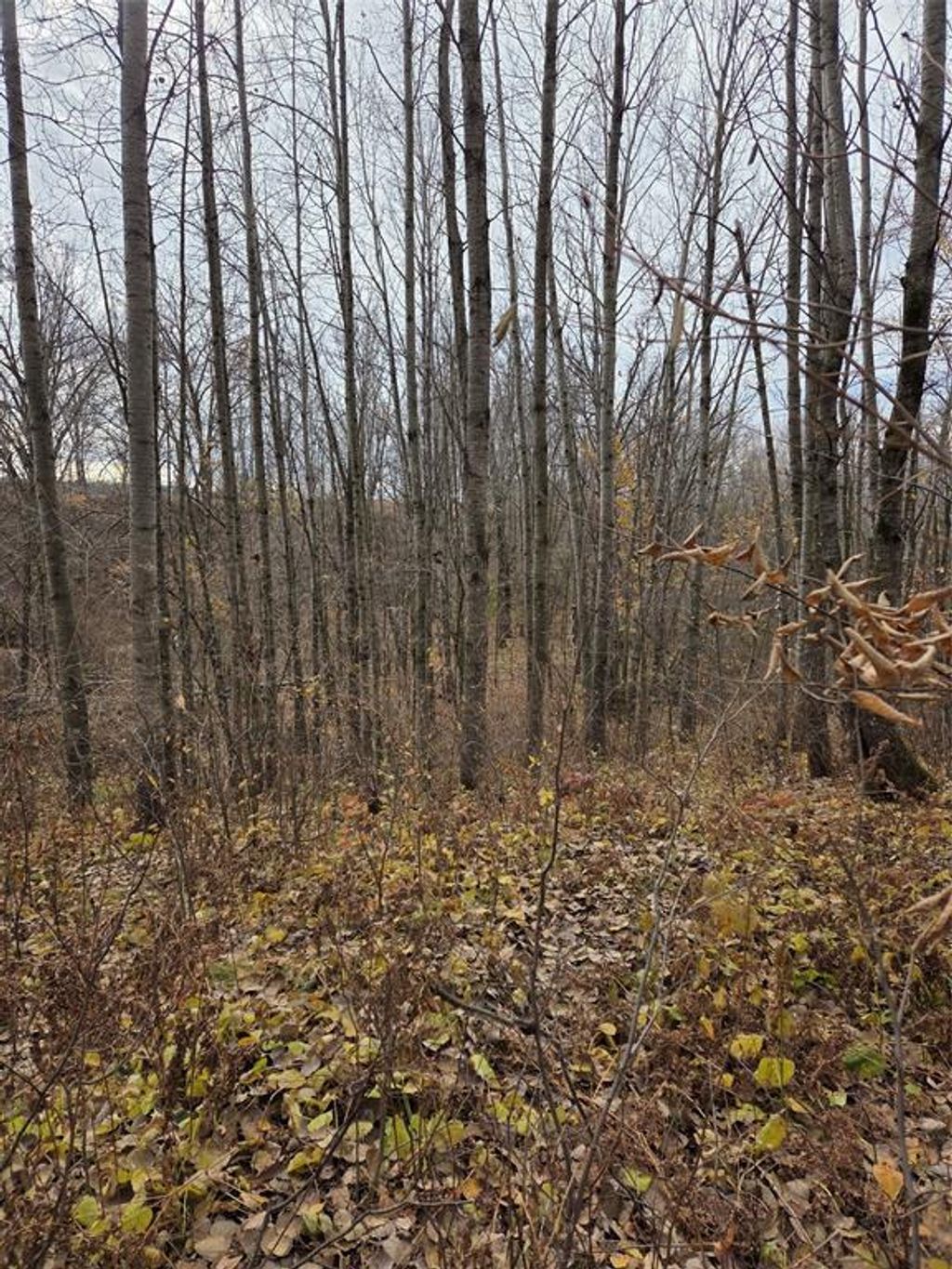 Photo of On Hwy 48, Rice Lake, WI 54868 (MLS # 1599815)