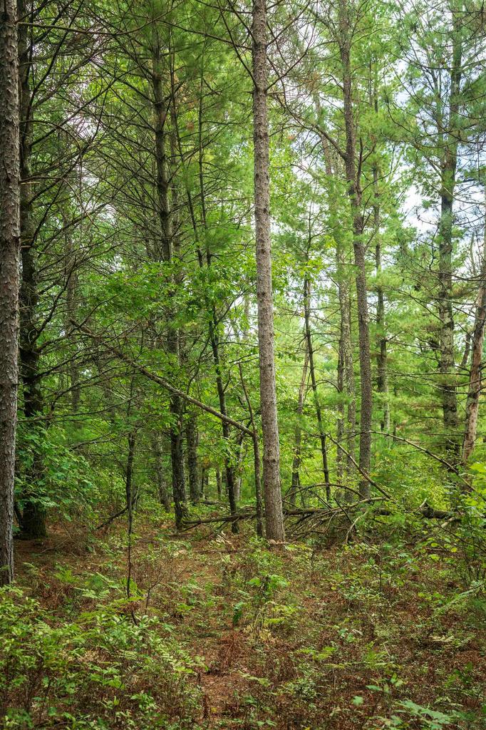 Photo of 40+/- AC Horse Creek Acres ACRES, Augusta, WI 54729 (MLS # 2033879)
