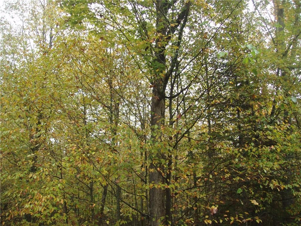 Photo of 80+/- Acres On Bass Lake ROAD, Park Falls, WI 54552 (MLS # 1595724)