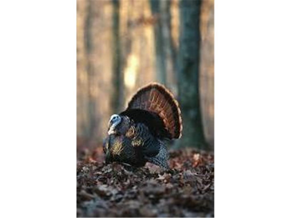 Photo of 3391 30TH STREET, Frederic, WI 54837 (MLS # 7044992)