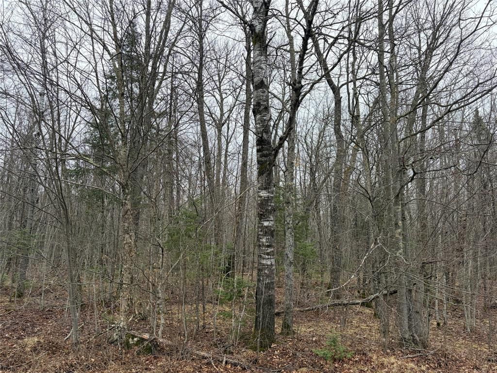 Photo of ON Hofer Road, Couderay, WI 54828 (MLS # 1599292)