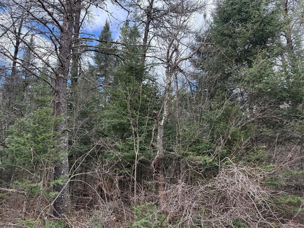 Photo of Lot 30 Maple COURT, Cable, WI 54821 (MLS # 1600287)