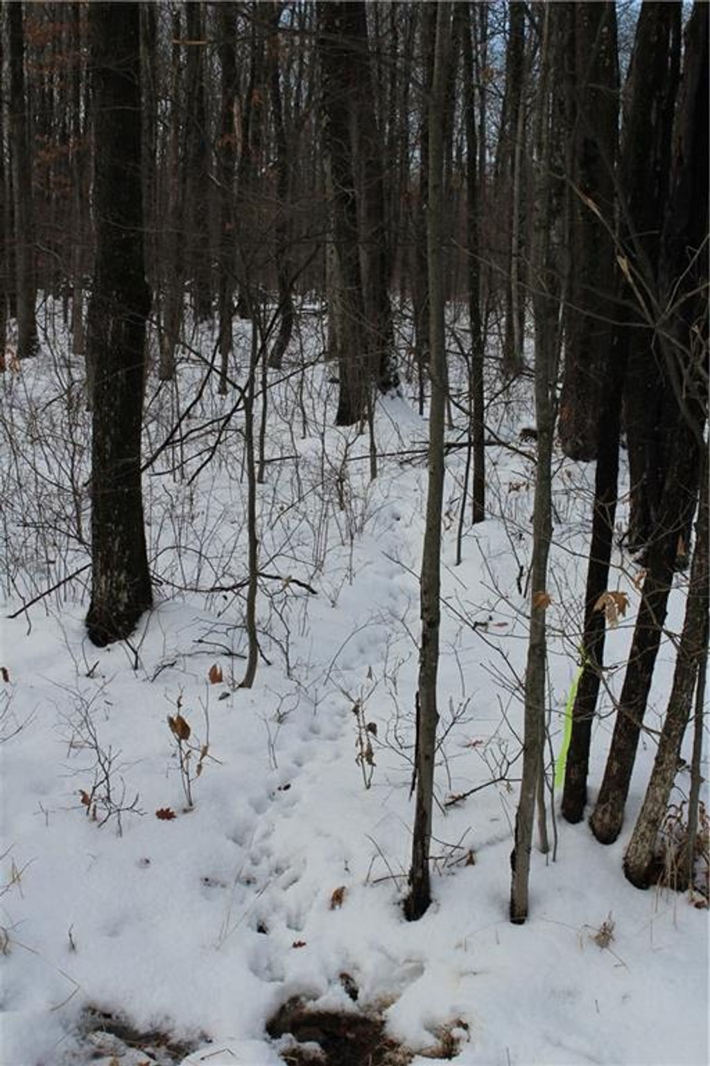 Photo of 000 Badger Avenue, Granton, WI 54436 (MLS # 1597787)