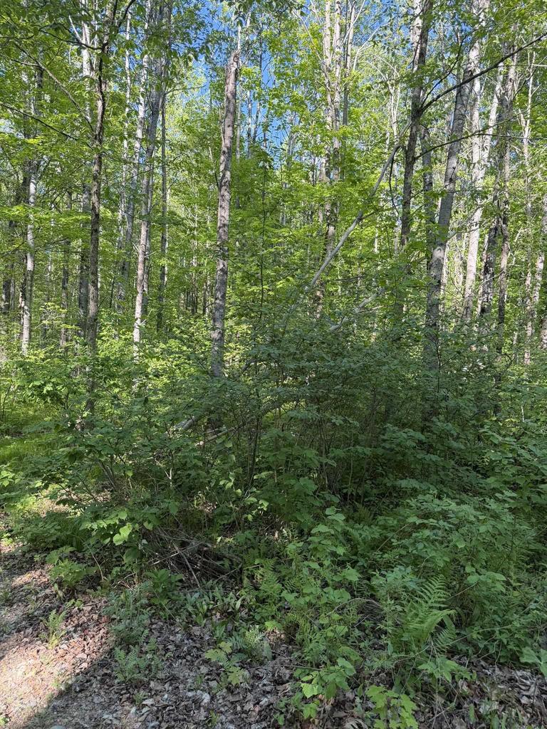 Photo of Dream Lake ROAD, Tipler, WI 54542 (MLS # 50326778)