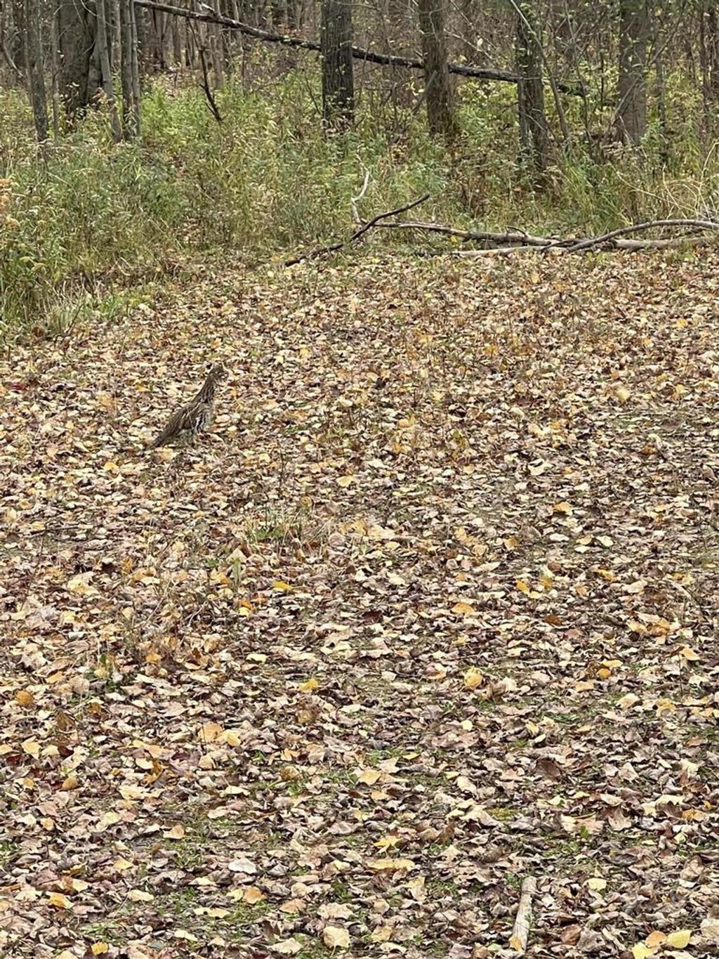 Photo of 4812 N Spur Five ROAD, Sheldon, WI 54766 (MLS # 1948239)