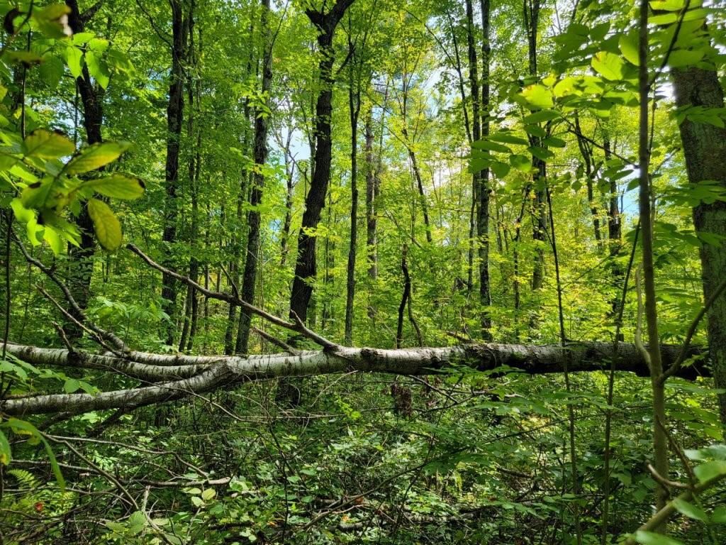 Photo of On Cemetery ROAD, Radisson, WI 54867 (MLS # 1595472)