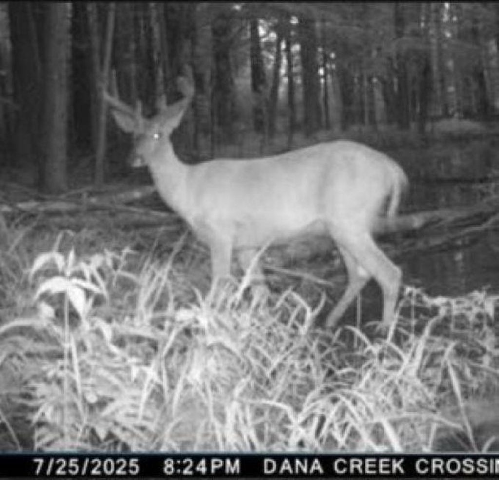 Photo of Eland ROAD, Wittenberg, WI 54499 (MLS # 50322344)