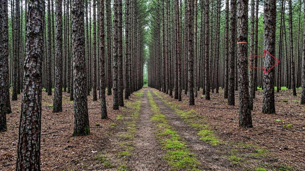 Photo of Lot 74 19th AVENUE, Necedah, WI 54646 (MLS # 2025801)