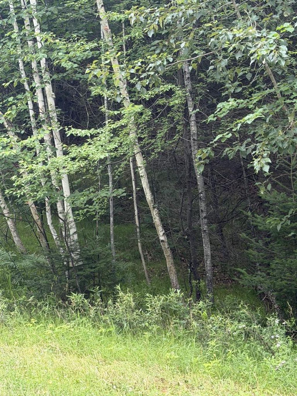 Photo of Angel Crest LANE, Lakewood, WI 54138 (MLS # 50328541)